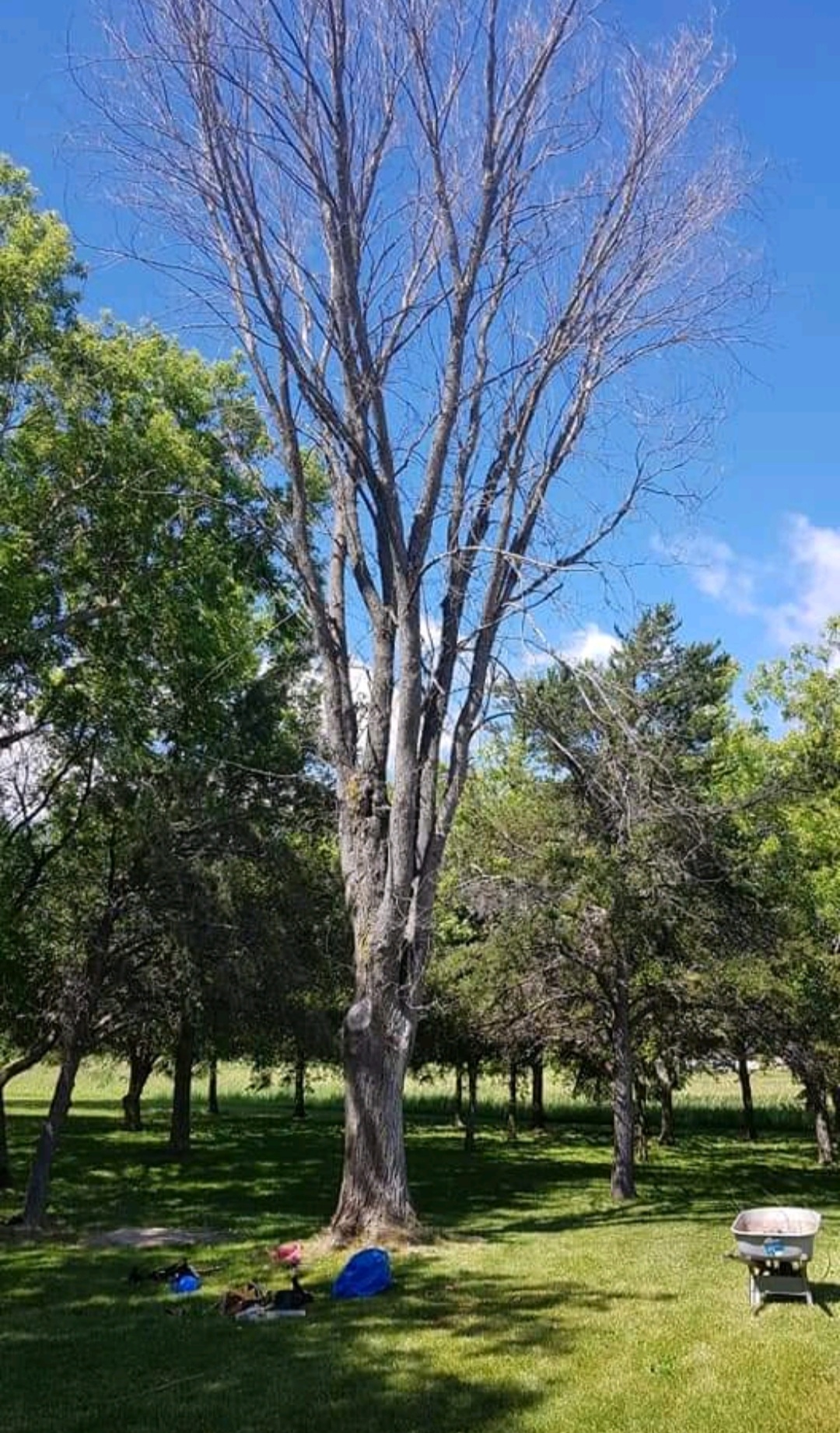 dead tree
